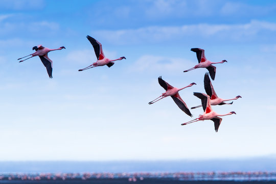 Fenicotteri rosa e fenicotteri minori a Lake Natron in Tanzania