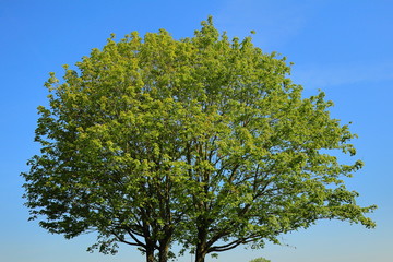 Three trees one crown