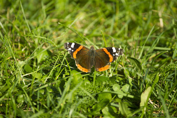 Butterfly on green background. Butterfly Red Admiral ( vanessa atlanta ) sitting in the morning light on the green gras of fresh meadow. 