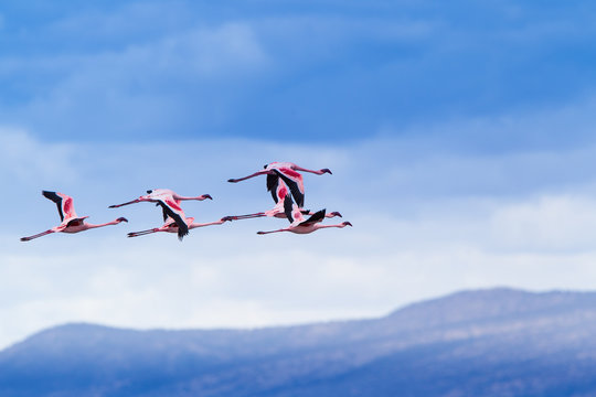 Fenicotteri rosa e fenicotteri minori a Lake Natron in Tanzania