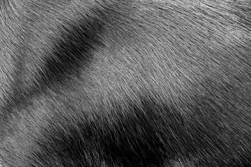 black dog fur - texture - Powered by Adobe