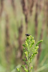 Fly on the flower. Slovakia