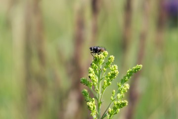 Fly on the flower. Slovakia