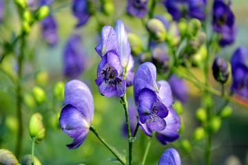 Poisonous, but beautiful аconite - a healing plant in the summer garden close-up.