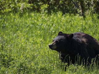 Black Bear, Yellowstone National Park, Wyoming, USA