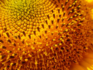 Close up of a sunflower.