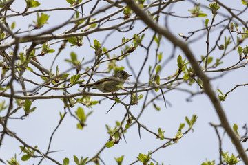 Moucherolle Flycatcher, Cap Tourmente Québec Canada