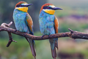 couple of colored birds looks in one direction
