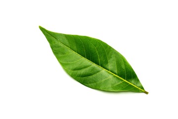 Obraz premium green leaves isolated on white background.