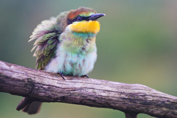 Cute fluffy colored bird sitting on a branch