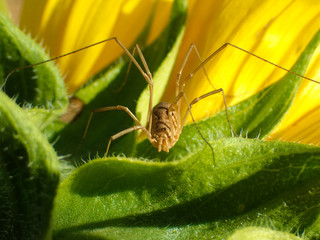 Close up of a spider walking across a sunflower.