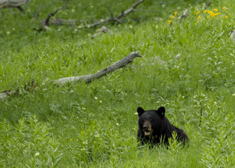 Black Bear, Yellowstone National Park, Wyoming, USA