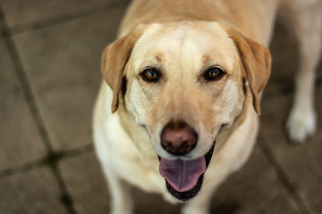 portrait of a golden labrador