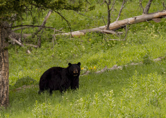 Black Bear, Yellowstone National Park, Wyoming, USA