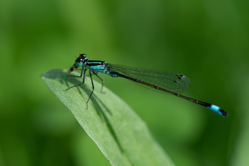 Dragonfly 