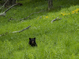 Black Bear, Yellowstone National Park, Wyoming, USA