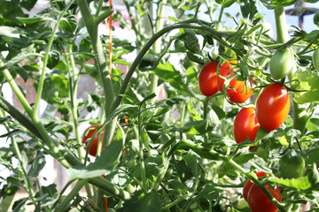 tomato plant (Solanum lycopersicum)  in greenhouse