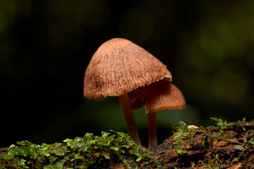 naturaleza