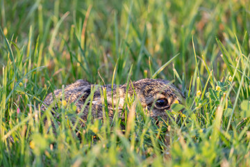 Baby rabbit hiding in the grass. Young bunny sitting alone in the grass, hiding from predators. Wild animal in its natural habitat.