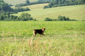 Dog on the meadow. Slovakia
