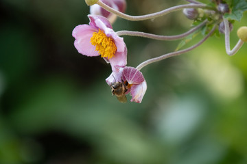 Dragonfly Bee and Flowers