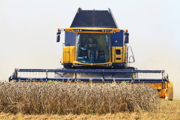 Fototapeta na wymiar yellow harvester gathers the wheat harvest