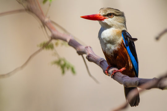 Martin pescatore africano in tanzania Halcyon leucocephala