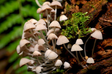 naturaleza