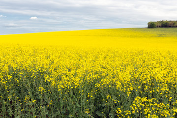 Fototapeta premium Rapeseed field with blooming yellow flowers in Scottish borders