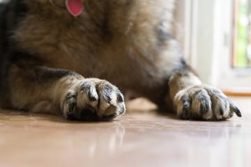 Paws of German Shepherd Dog. Slovakia