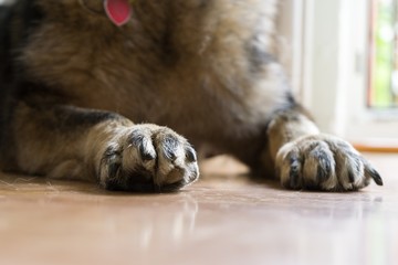 Obraz premium Paws of German Shepherd Dog. Slovakia