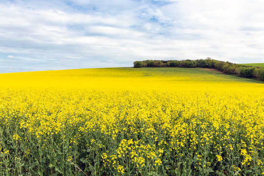 Rapeseed field with blooming yellow flowers in Scottish borders