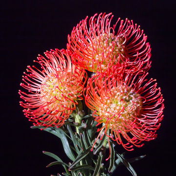trio of Nutan flowers