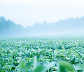 foggy soybean field