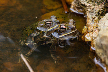 frog