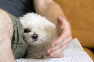 Cute bichon dog. Slovakia