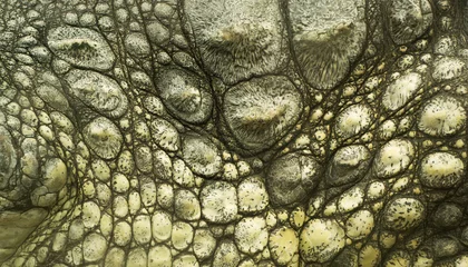 Abwaschbare Fototapete Krokodil Krokodilhaut Textur Nahaufnahme
