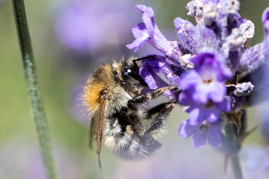 common carder bee (Bombus pascuorum) on lavender