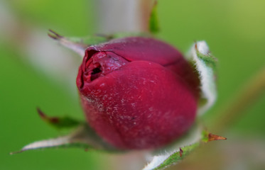 Obraz premium Rote Rose