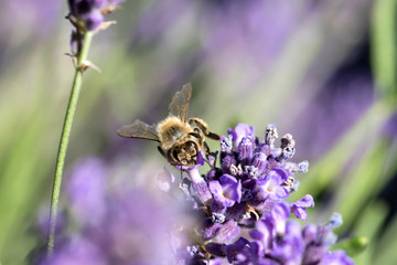 western honey bee (Apis mellifera) on lavender
