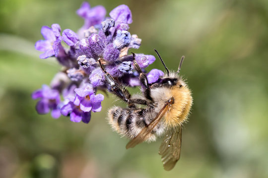common carder bee (Bombus pascuorum) on lavender