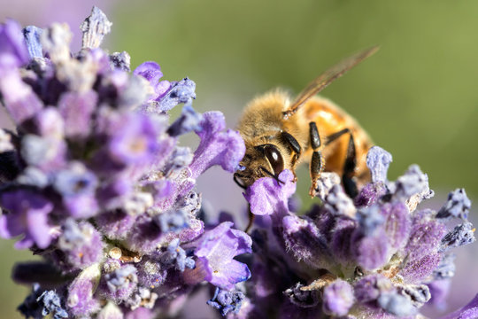 western honey bee (Apis mellifera) on lavender