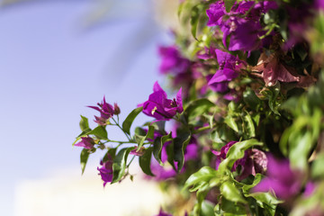 Blooming bougainvillea. Magenta bougainvillea flowers-Floral background. Copy space