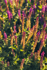 Красивые фиолетовые цветы в поле летом, лаванда