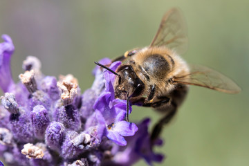 western honey bee (Apis mellifera) on lavender