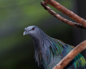 Nicobar Pigeon