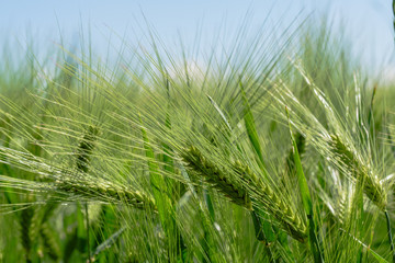 Ears of corn in the field, not yet ready for the harvest