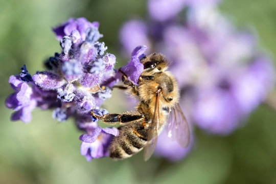 western honey bee (Apis mellifera) on lavender