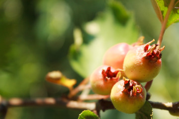 Young berries of hawthorn close-up on a green background of vegetation and sunlight