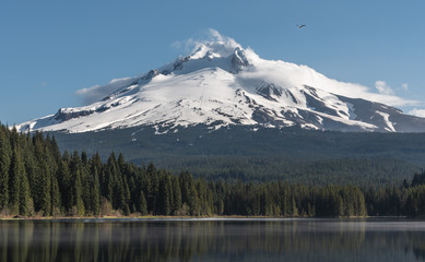 Mt Hood towering over a field on a clear spring day